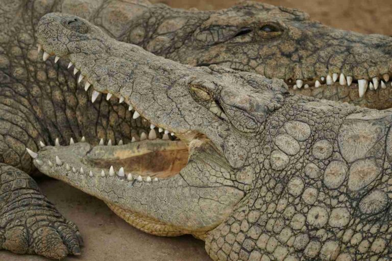 Le secret de la longévité des crocodiles a révélé: ils ont donc transmis deux extinctions de masse