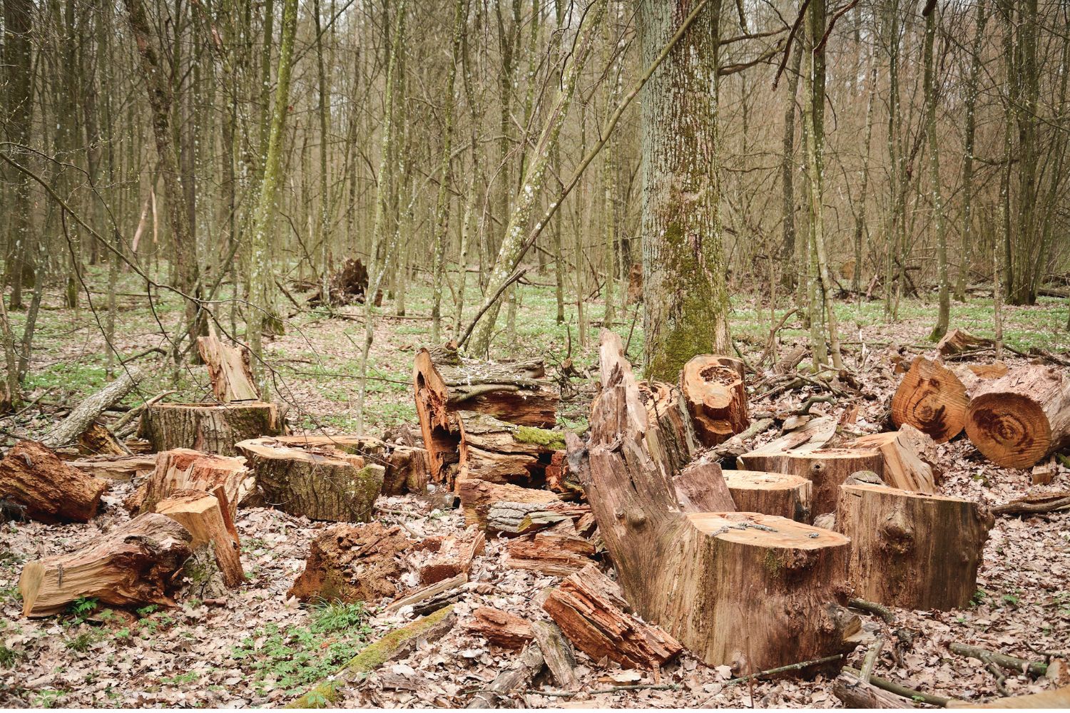 distruzione impatto umano specie vegetali