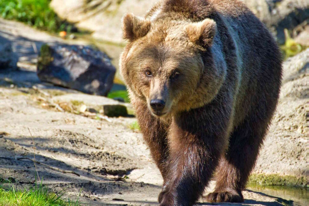 Ours dans Trentin éveillé de la léthargie: où sommes-nous avec la "coexistence" troublée?