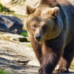 C’est ainsi que l’homme a dompté les ours bruns marsicains au fil des siècles (et l’ADN en est la preuve)