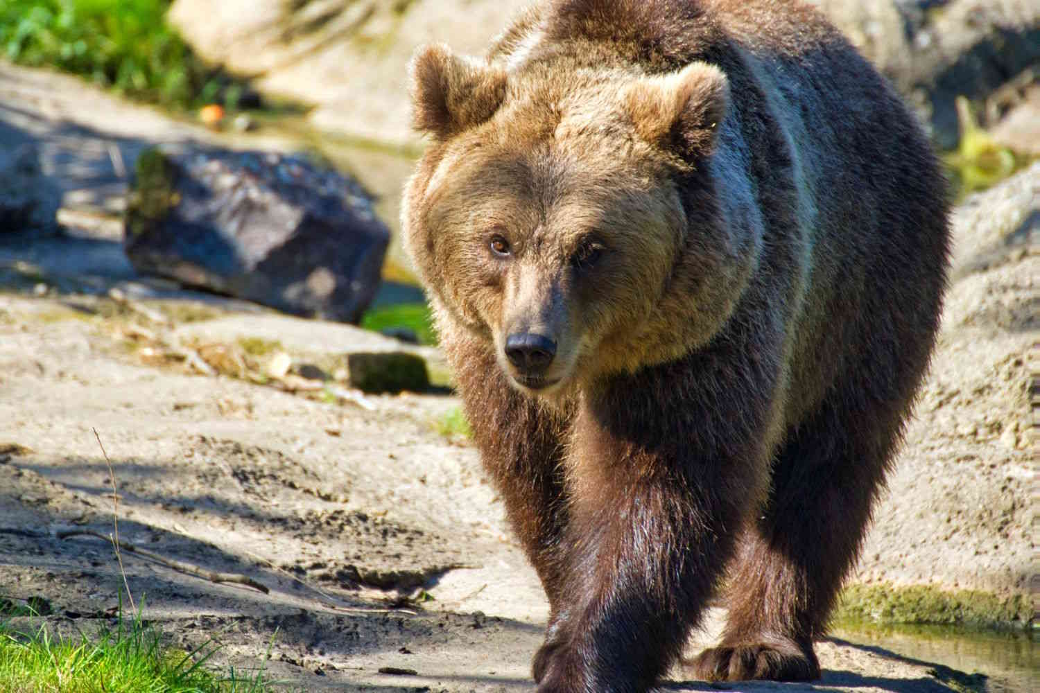 Ours dans Trentin éveillé de la léthargie: où sommes-nous avec la "coexistence" troublée?