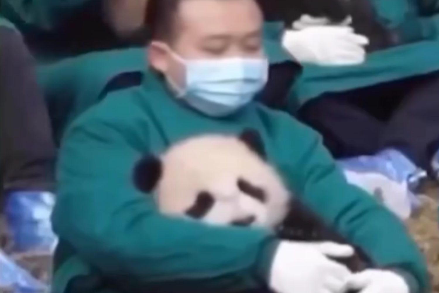 Coccolare panda