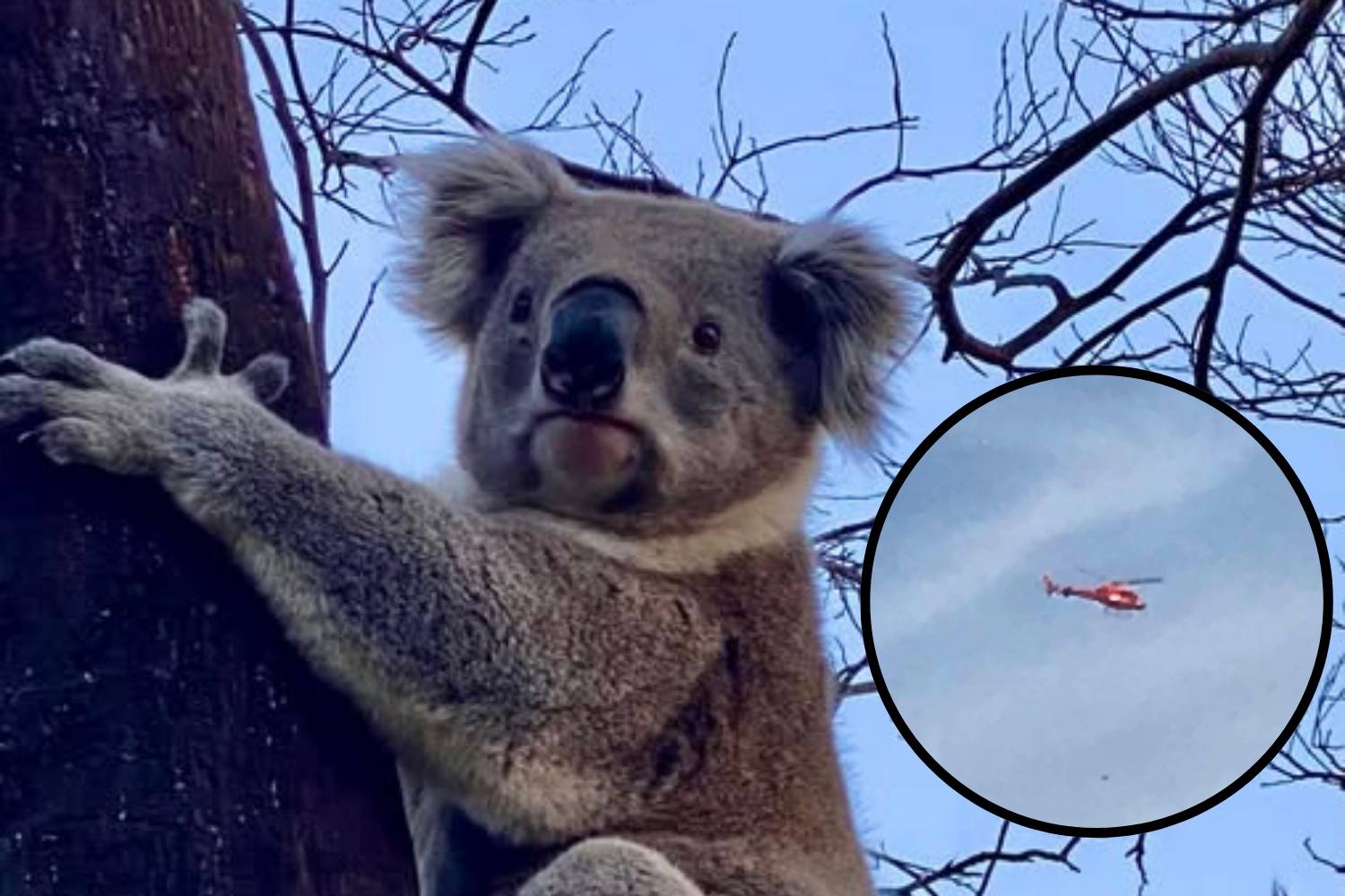 uccisione koala australia