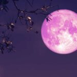 Bienvenue Pink Moon, dans quelques jours la première pleine lune du printemps qui annonce Pâques
