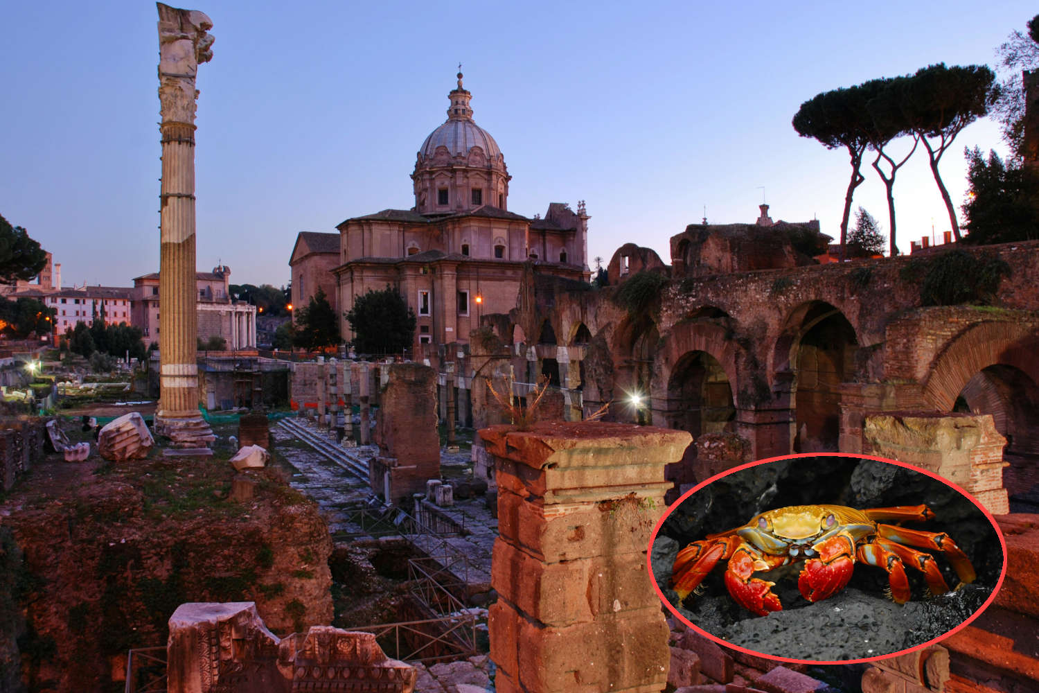 Roma granchi giganti