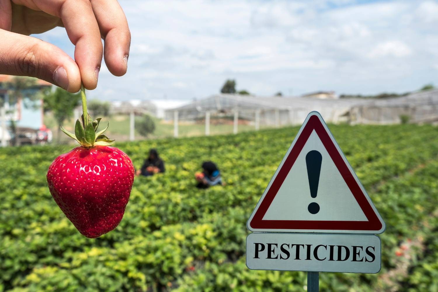 campi fragole pesticidi