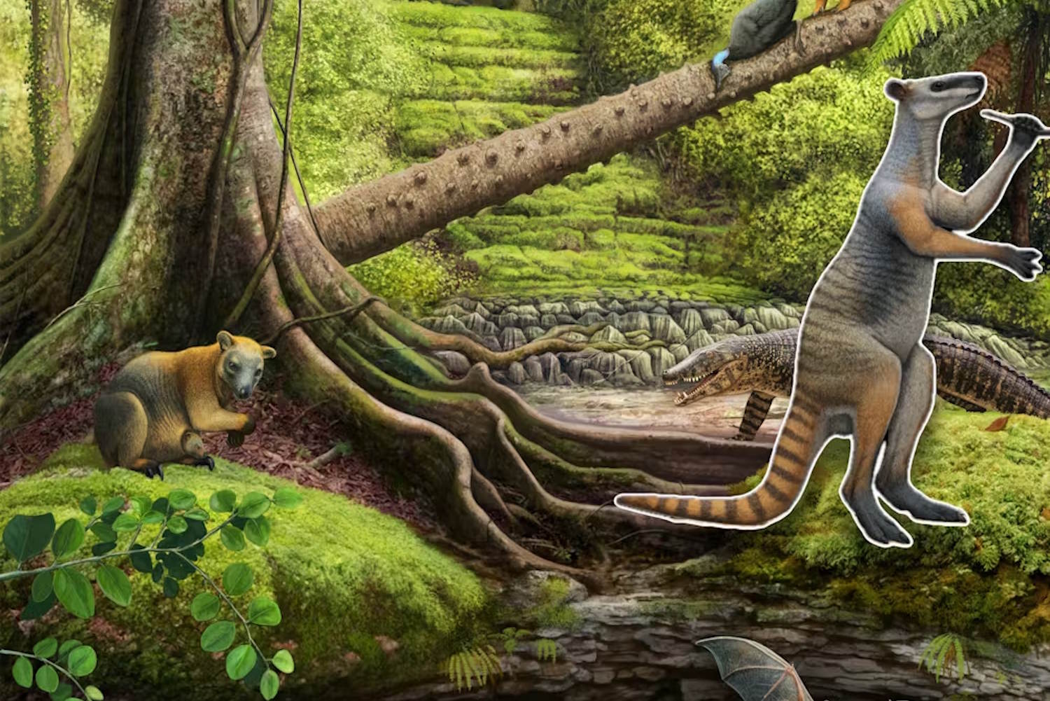 canguri giganti australiani estinzione