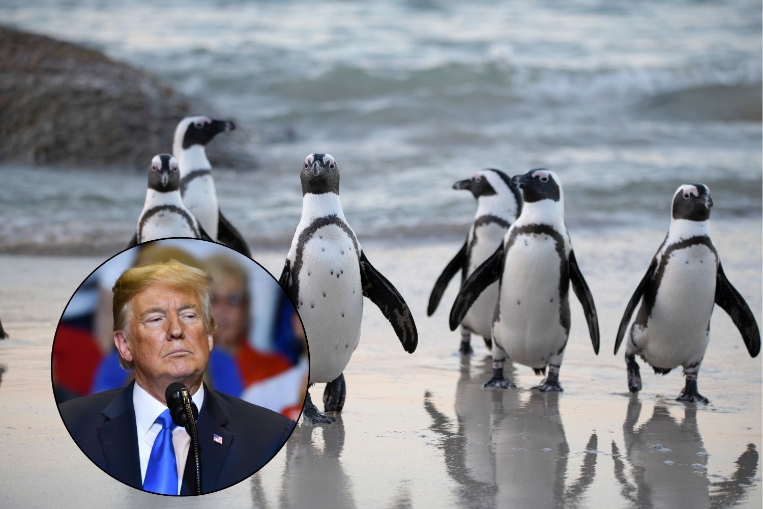 pinguini trump