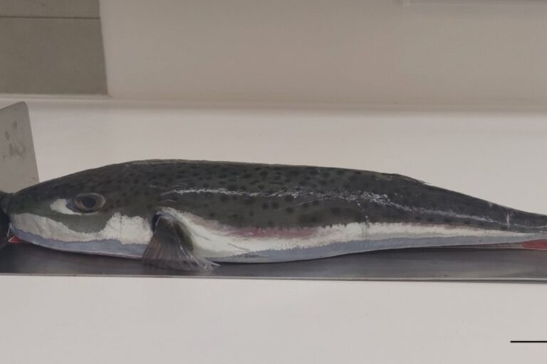 Une espèce invasive et potentiellement mortelle identifiée pour l'homme en Méditerranée