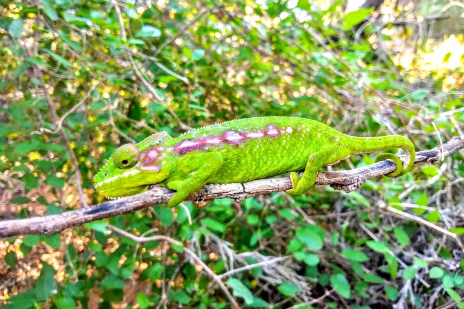 Superbes nouvelles! Les scientifiques ont trouvé l'un des reptiles les plus rares du monde où il n'avait jamais été repéré auparavant