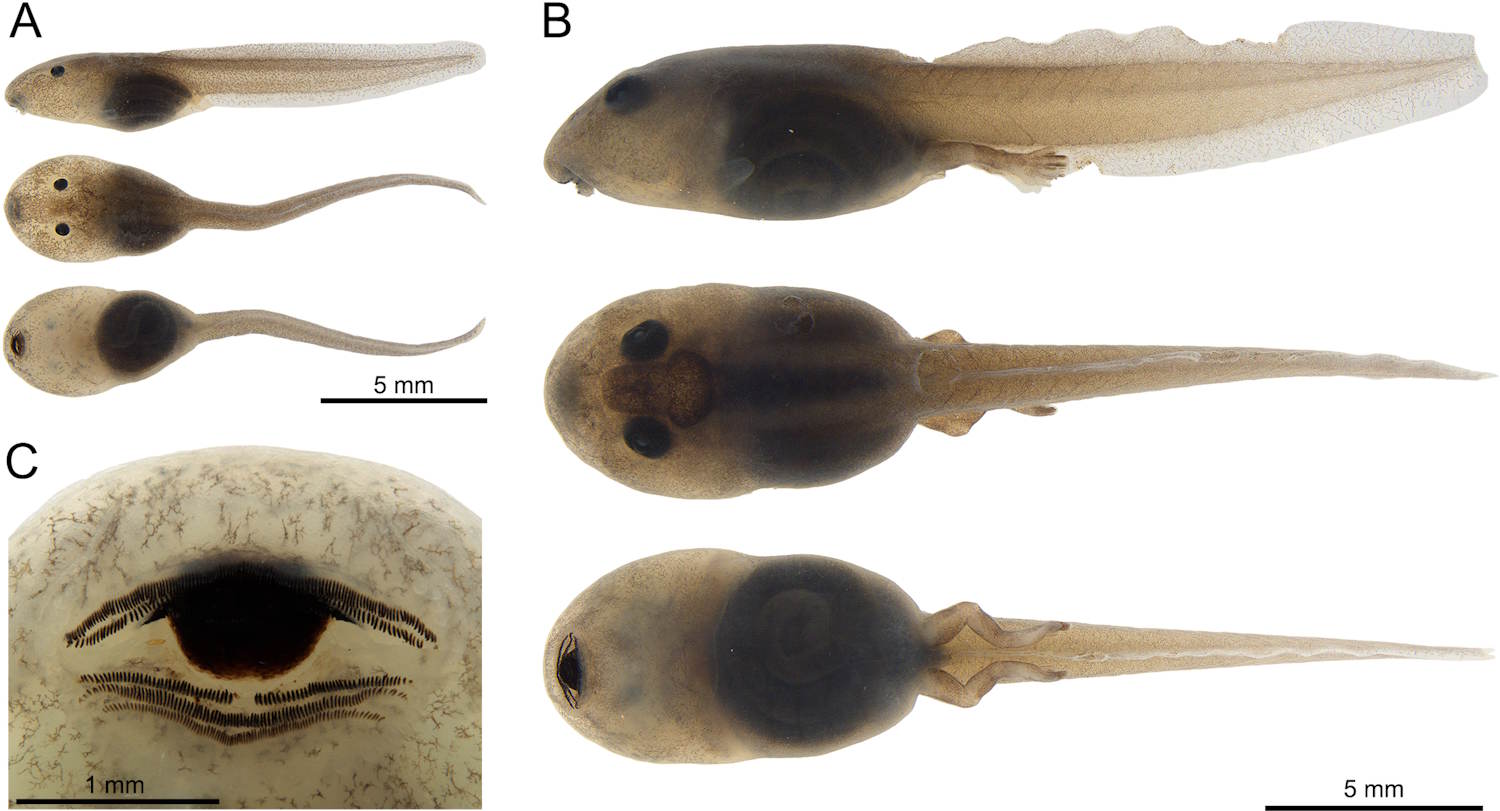 Nouvelle grenouille minuscule Arrow Amazonia