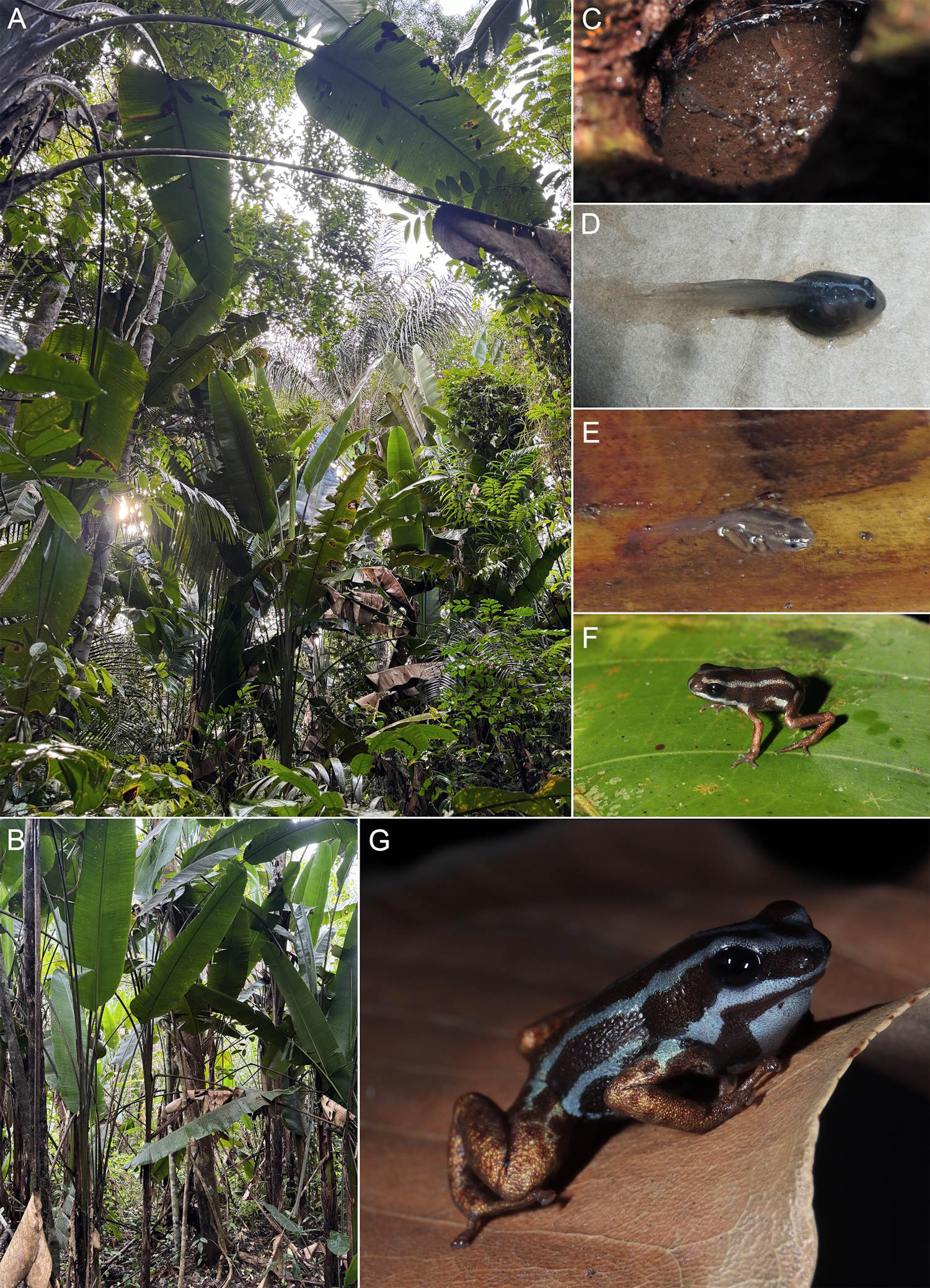 Nouvelle grenouille minuscule Arrow Amazonia