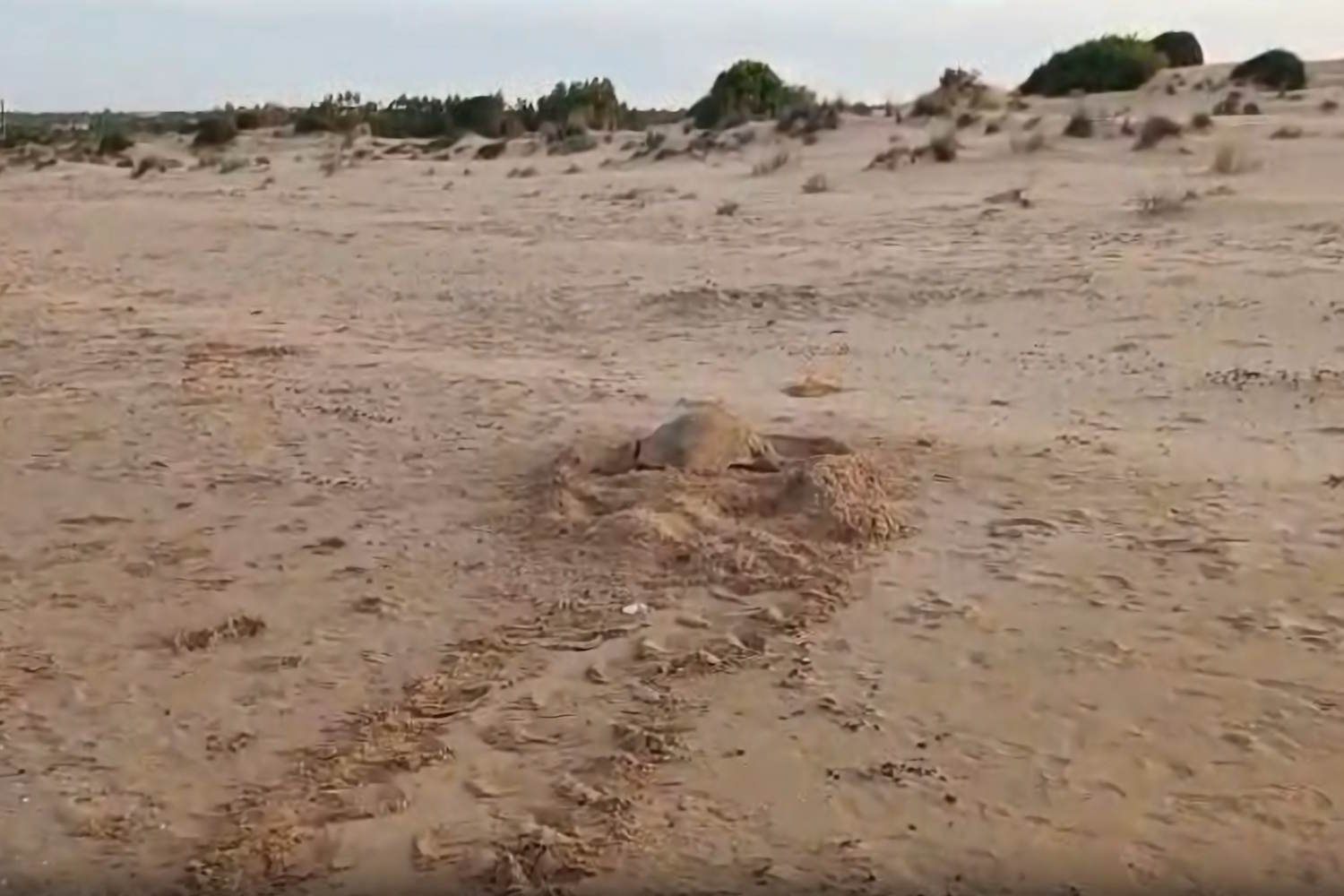 Comme c'est merveilleux! Il y a trois nouveaux nids de tortues marines en Sicile (et maintenant il y a six nids sur l'île)