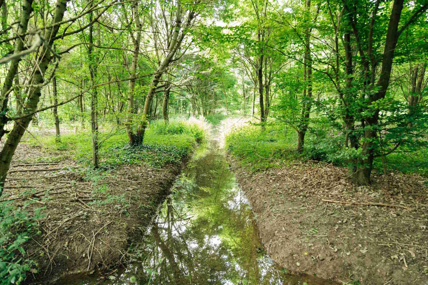 Limite de Bosco Superforest