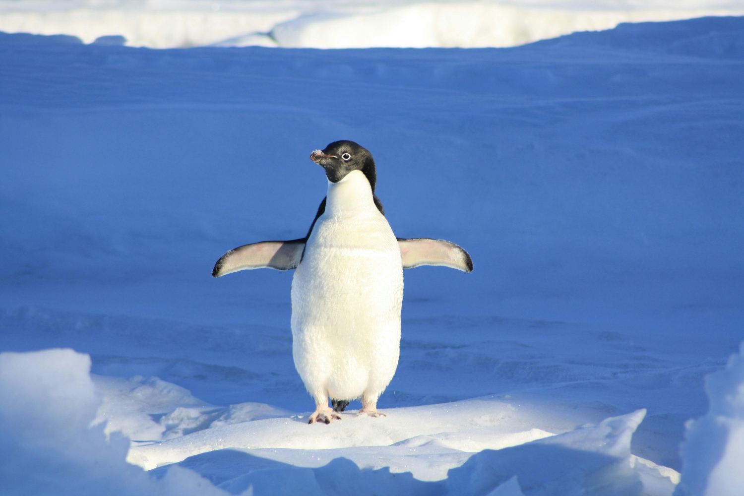 Pinguini cambiamento climatico