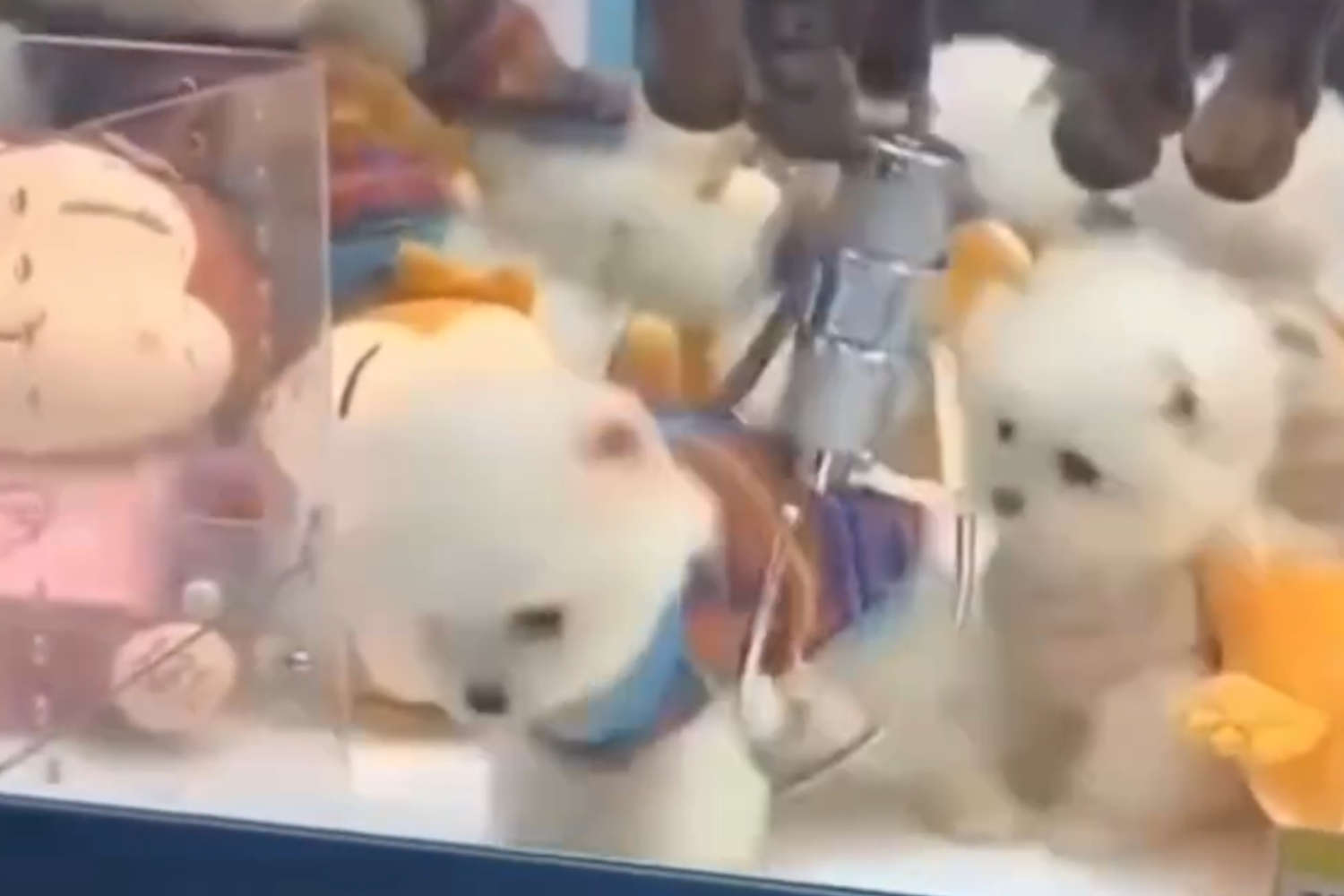 Animali vivi distributori automatici