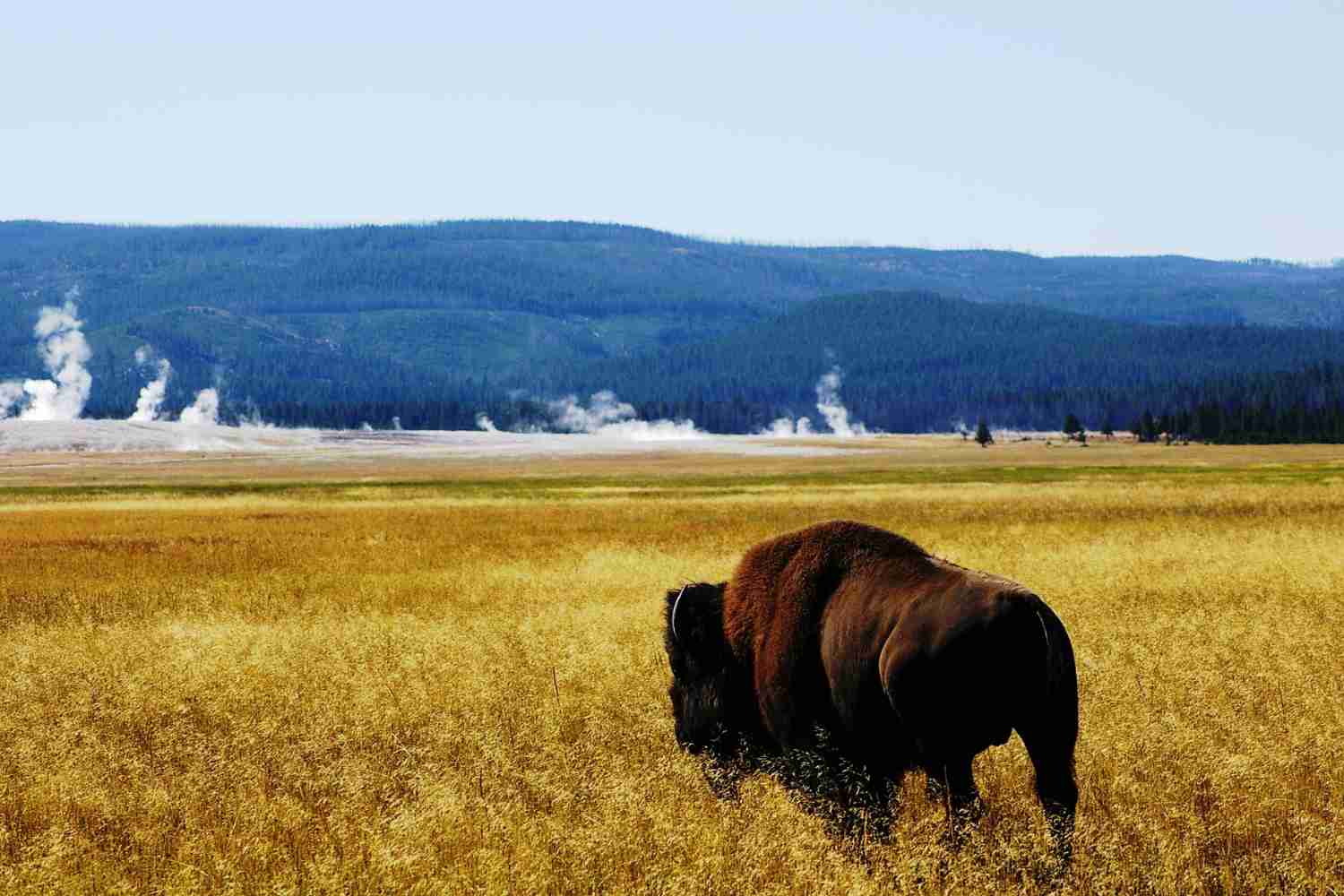 Yellowstone_parco