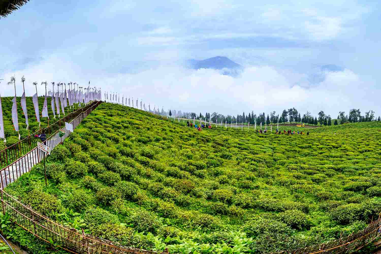 Sikkim stato biologico