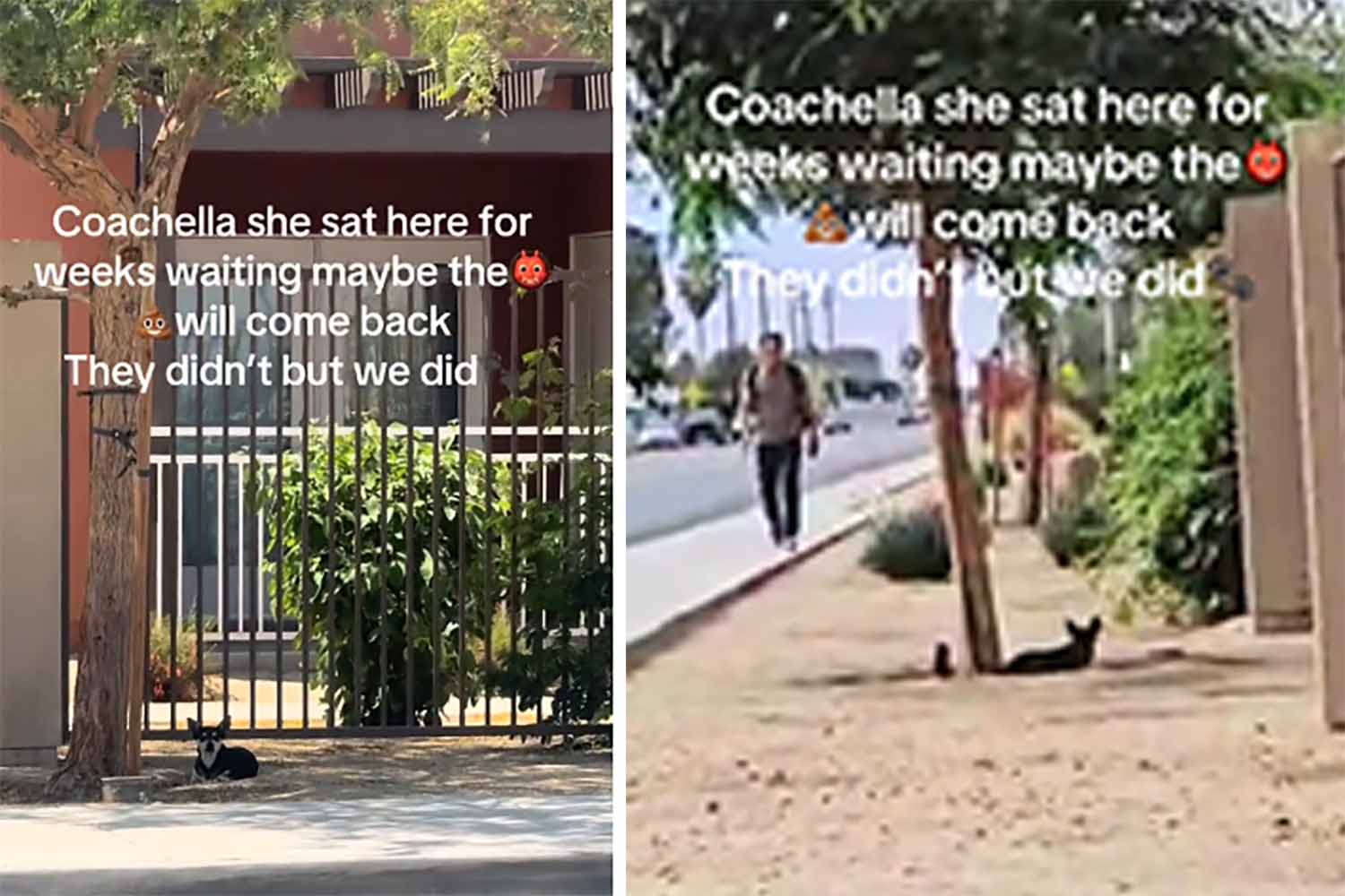 coachella
