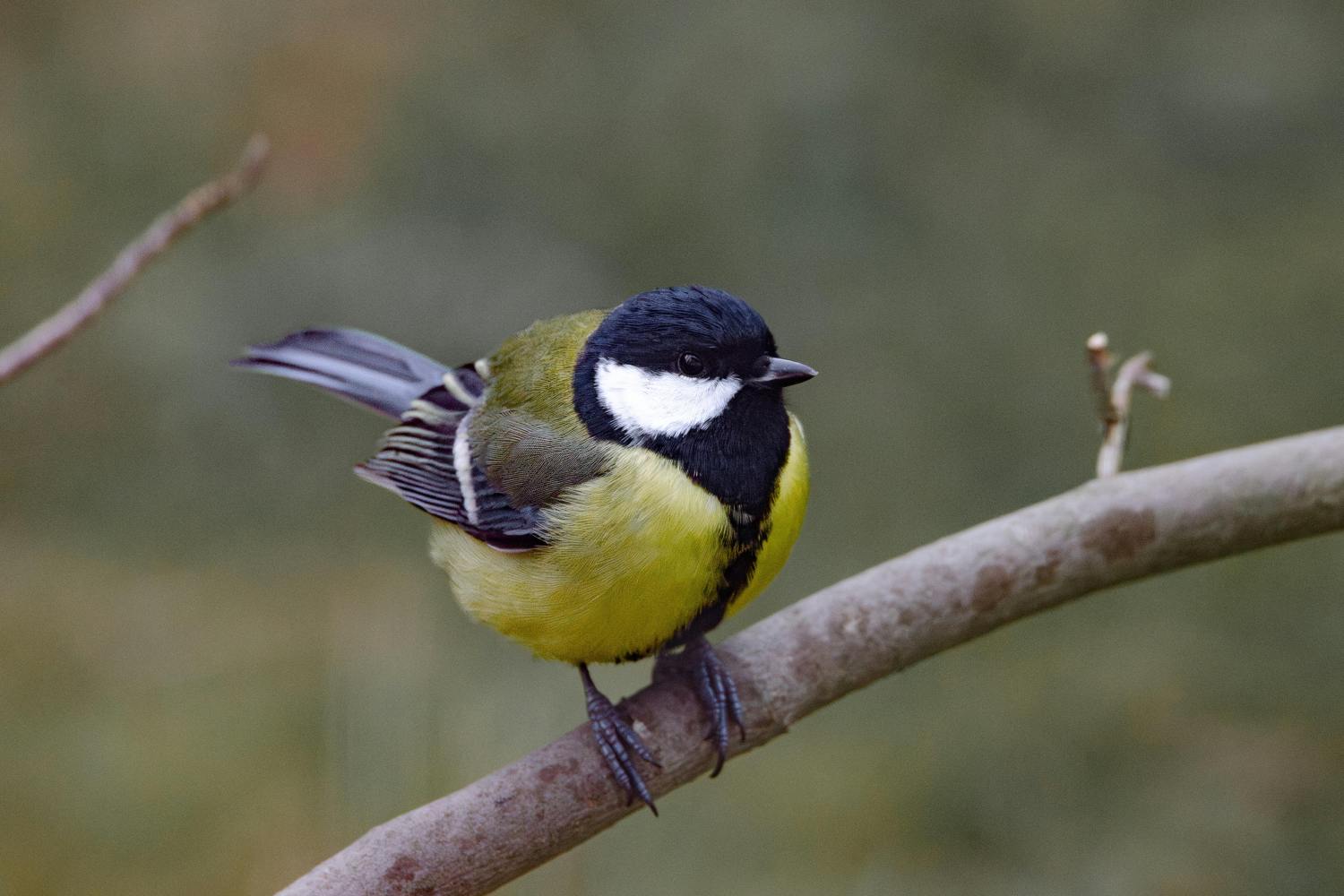 Cinciallegra processionaria