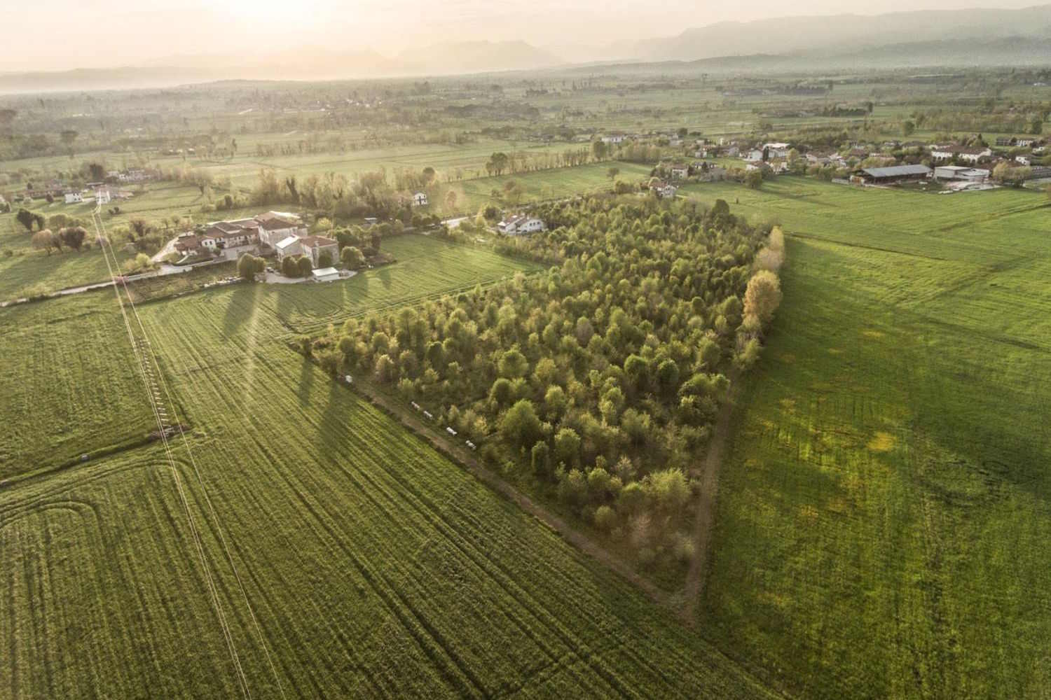 bosco limite superforesta