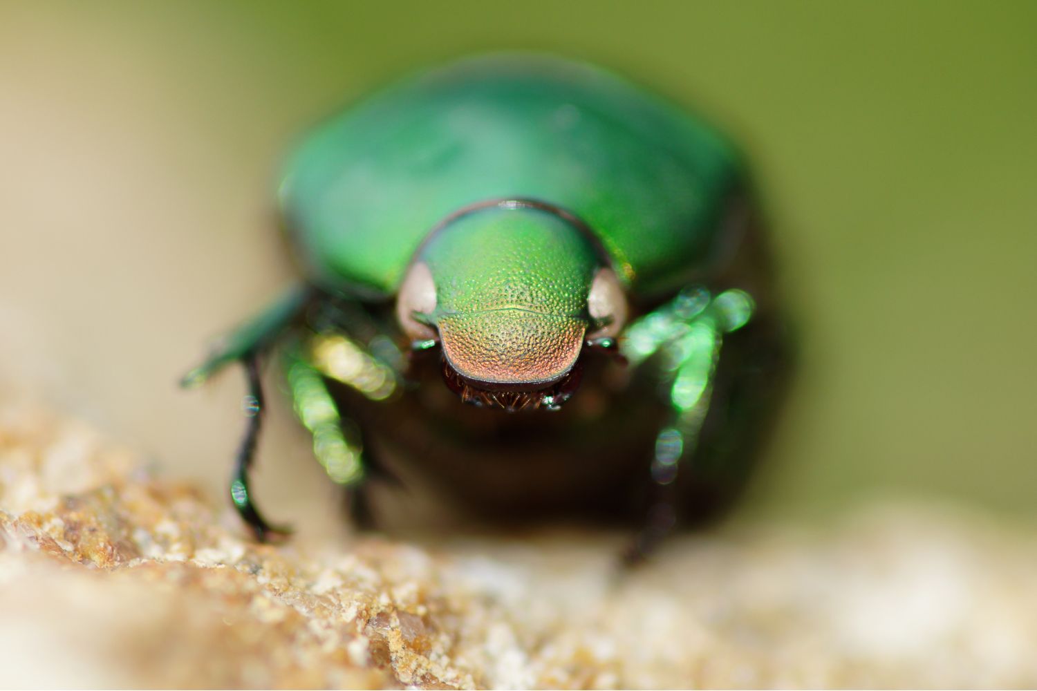 scarabeo
