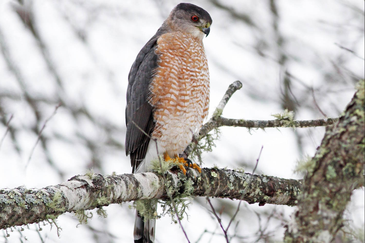 sparviere di cooper che usa il semaforo per cacciare