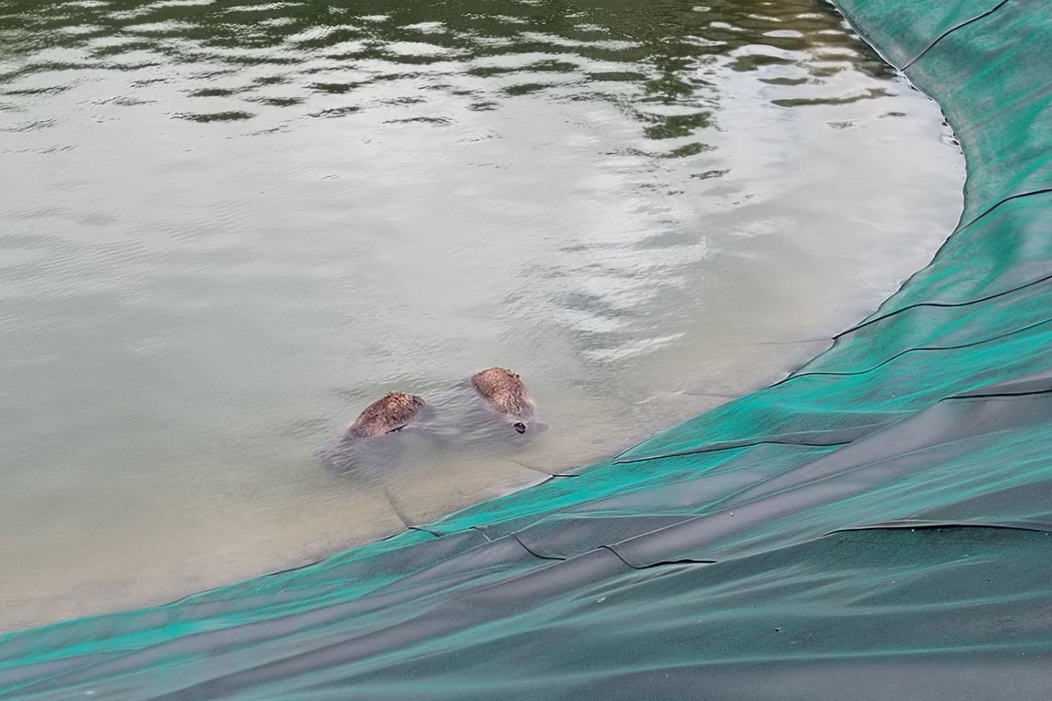 J'ai trouvé deux autres ours sans vie dans les Abruzzes, dans un réservoir de neige artificielle. Était-ce les oursons d'Amarena?