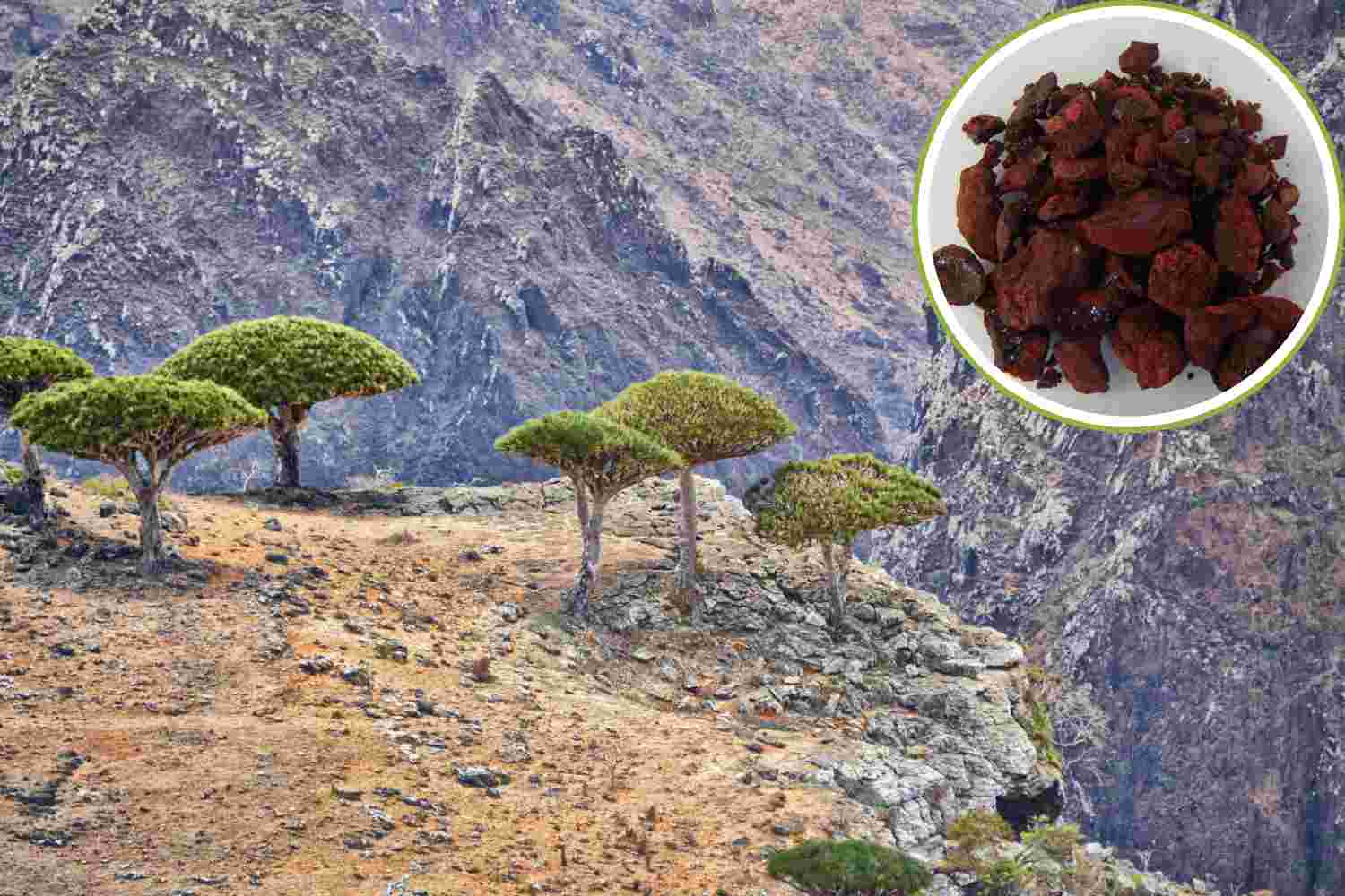 Albero_del_drago_isola_Socotra