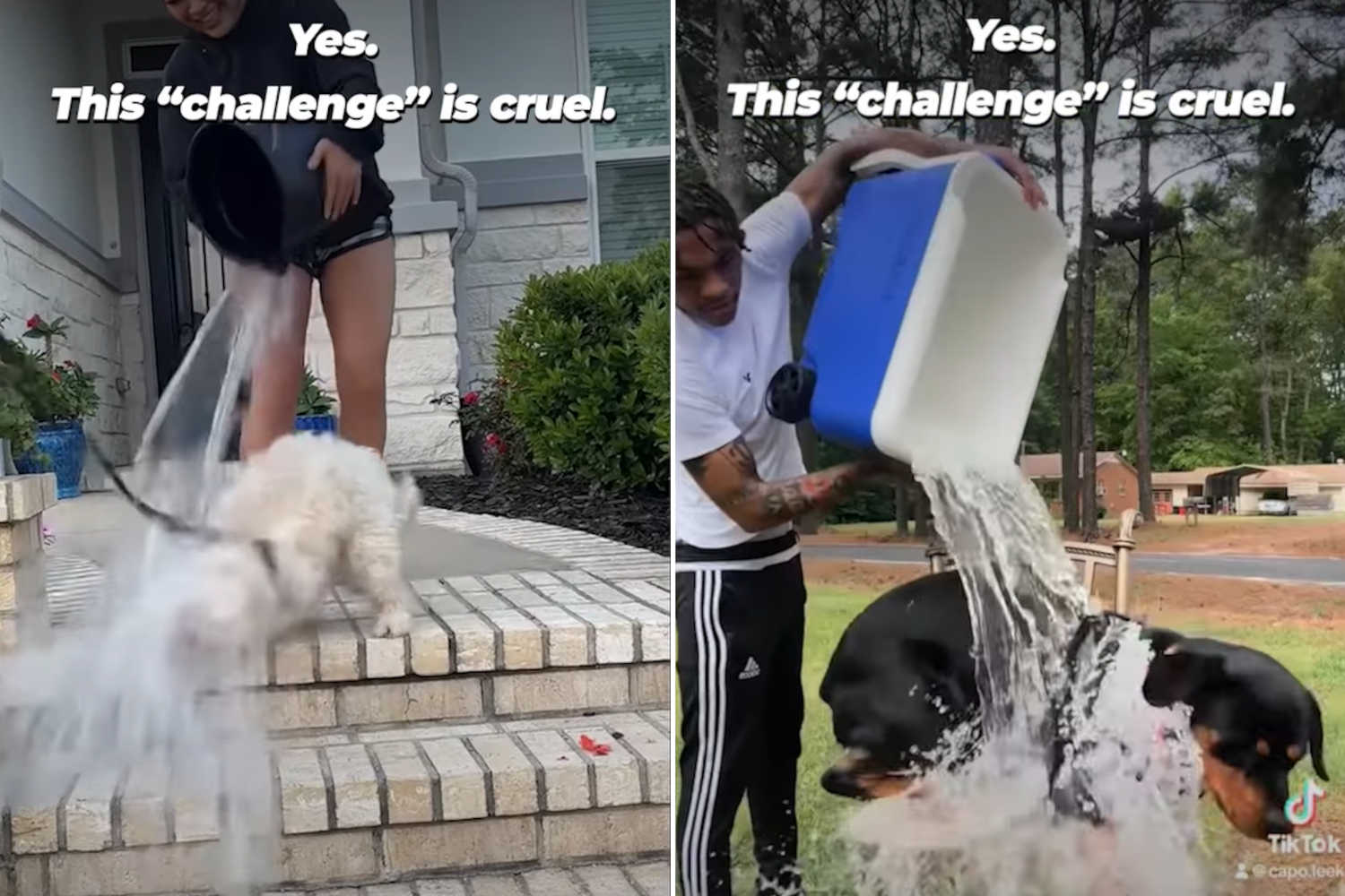 Ice Bucket Challenge cani