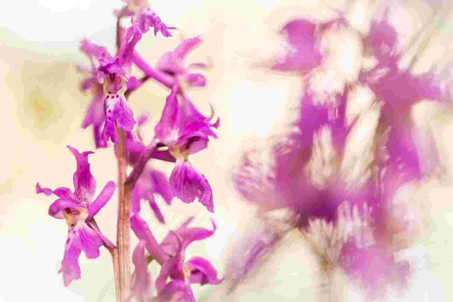 orchidea_estinta_Sardegna