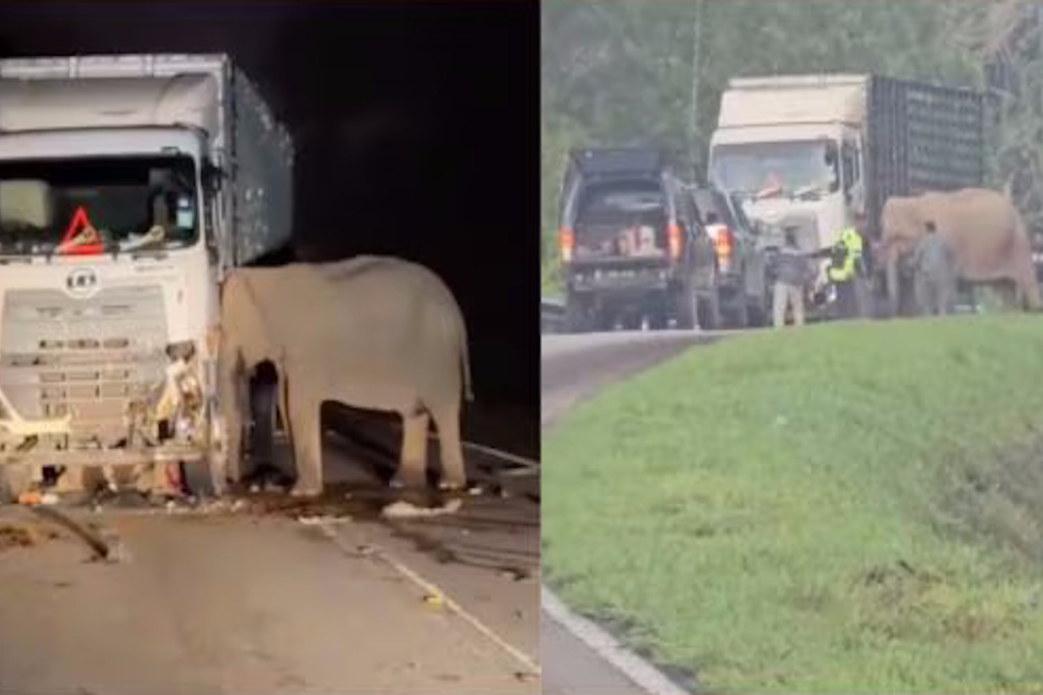 elefante