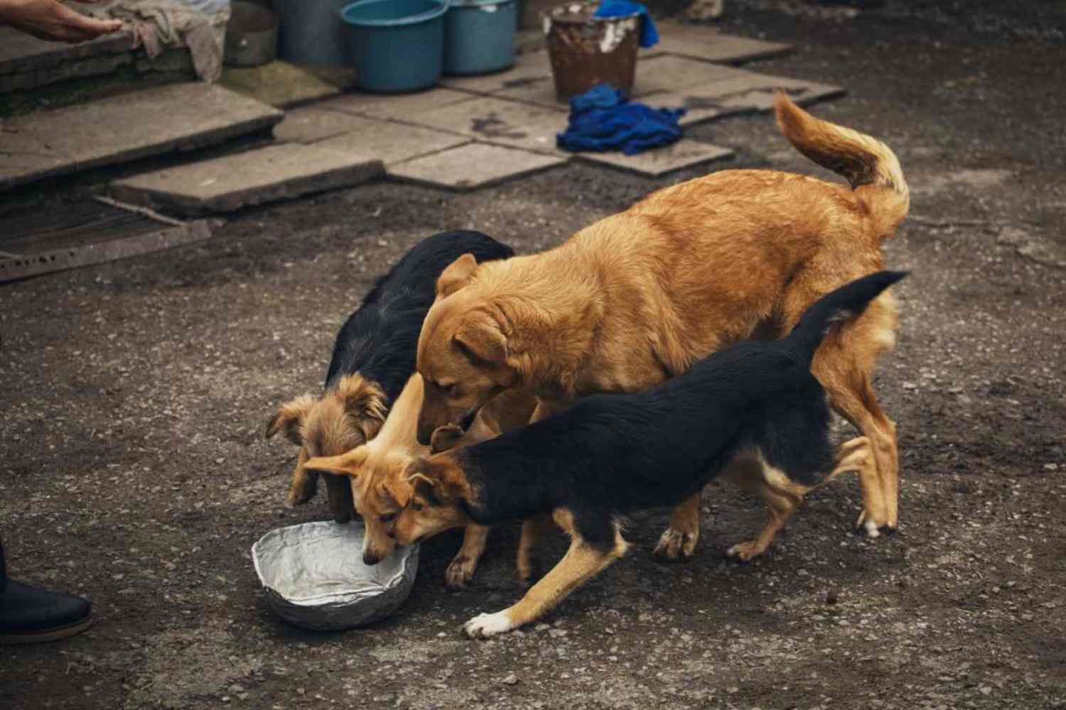 Marocco cani randagi