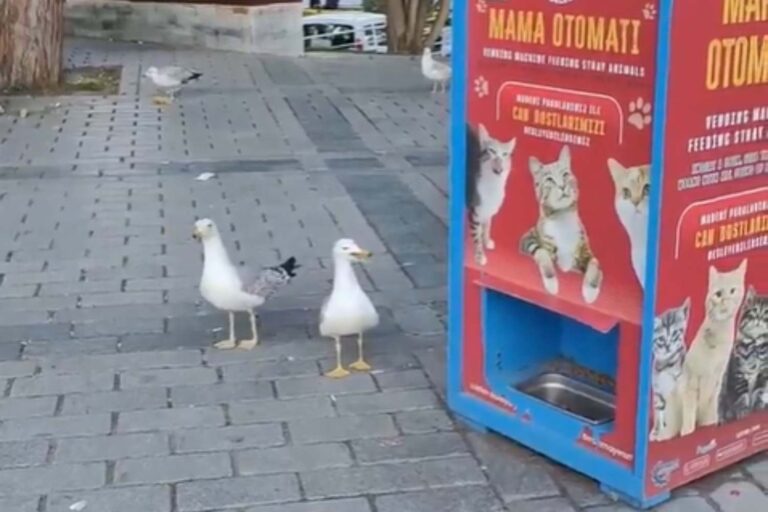 Les mouettes qui réparent pour obtenir de la nourriture pour les chats pour les chats: la plus belle « arnaque » de l'année