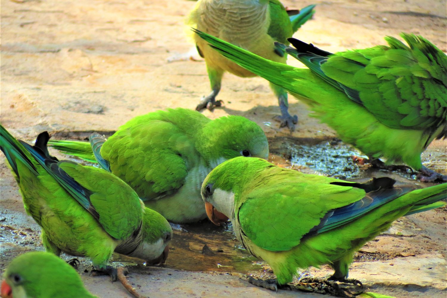 pappagalli socievoli linguaggio ricco