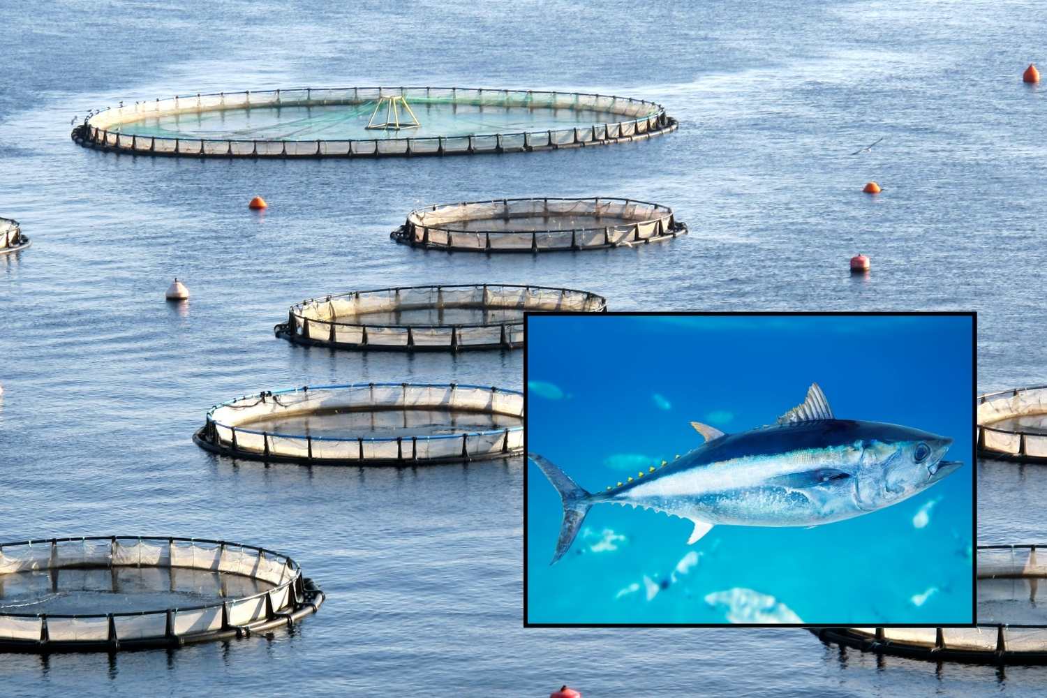 allevamento tonno rosso2