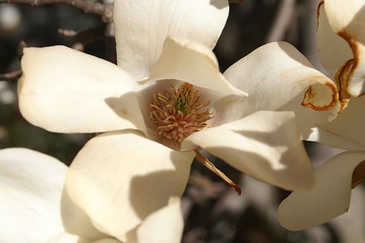 Magnolia