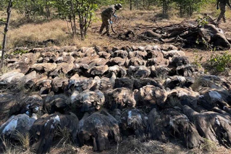 Massacre des vautours en Afrique du Sud: plus de 120 morts après avoir ingéré les restes d'un éléphant empoisonné par les braconniers