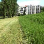 Adieu les pelouses parfaites, Milan choisit les herbes hautes ! La réduction de la tonte devient permanente dans les parcs (et la biodiversité grâce)