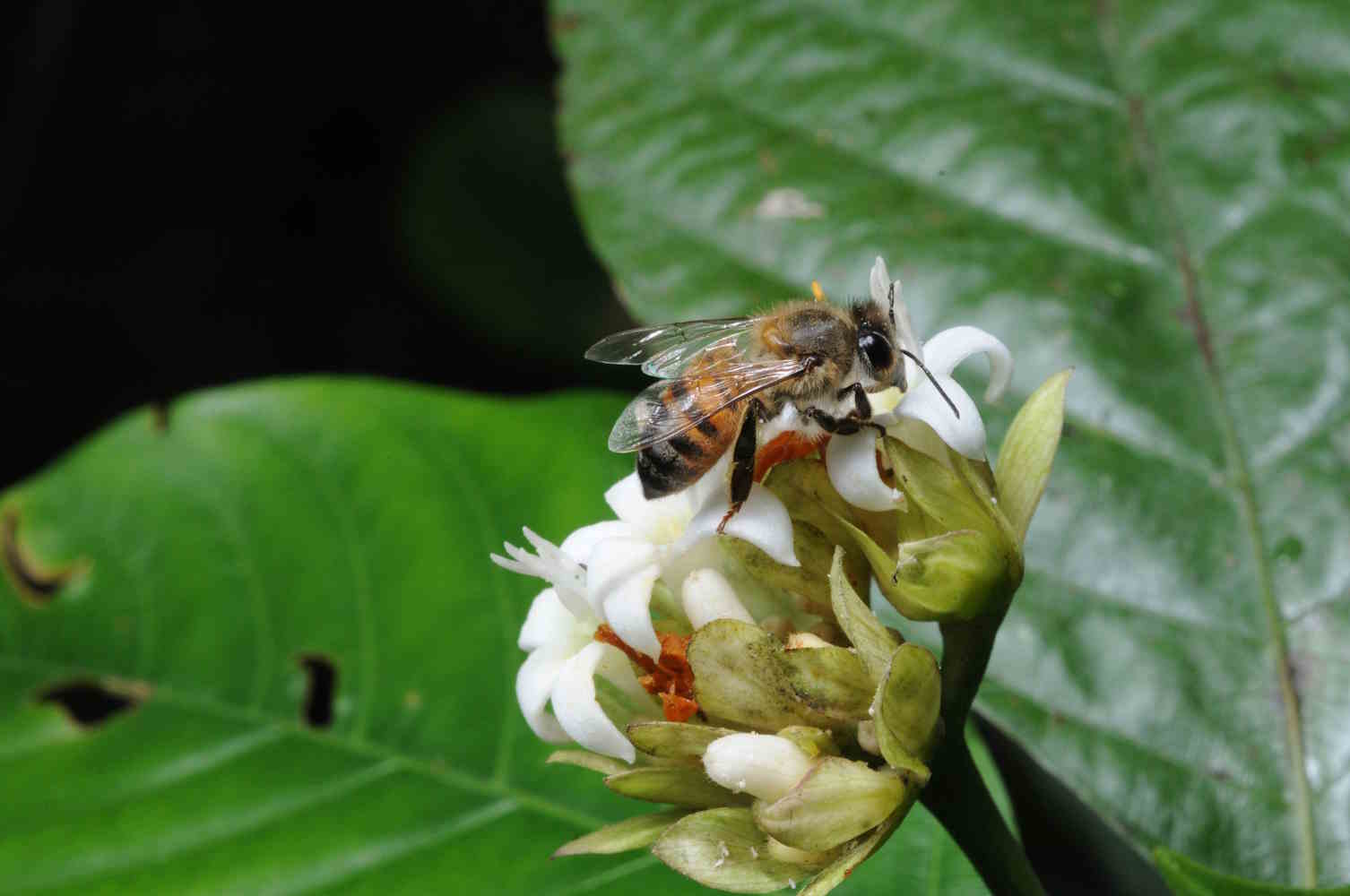 api impollinatori insetti