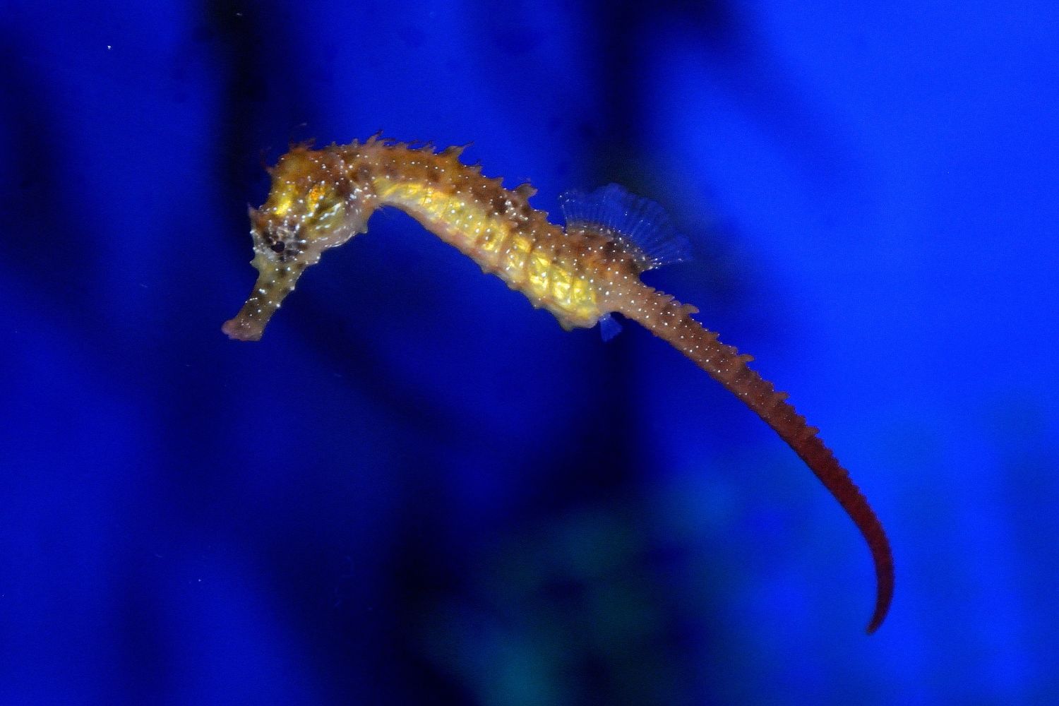 cavalluccio marino Hippocampus guttulatus