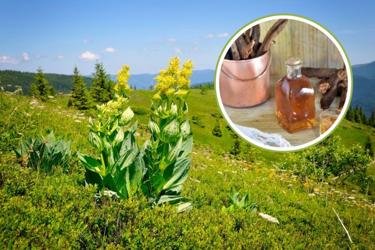 Pourquoi la collecte du Gentian est-elle illégale en Italie? Avantages, utilisations et contre-indications
