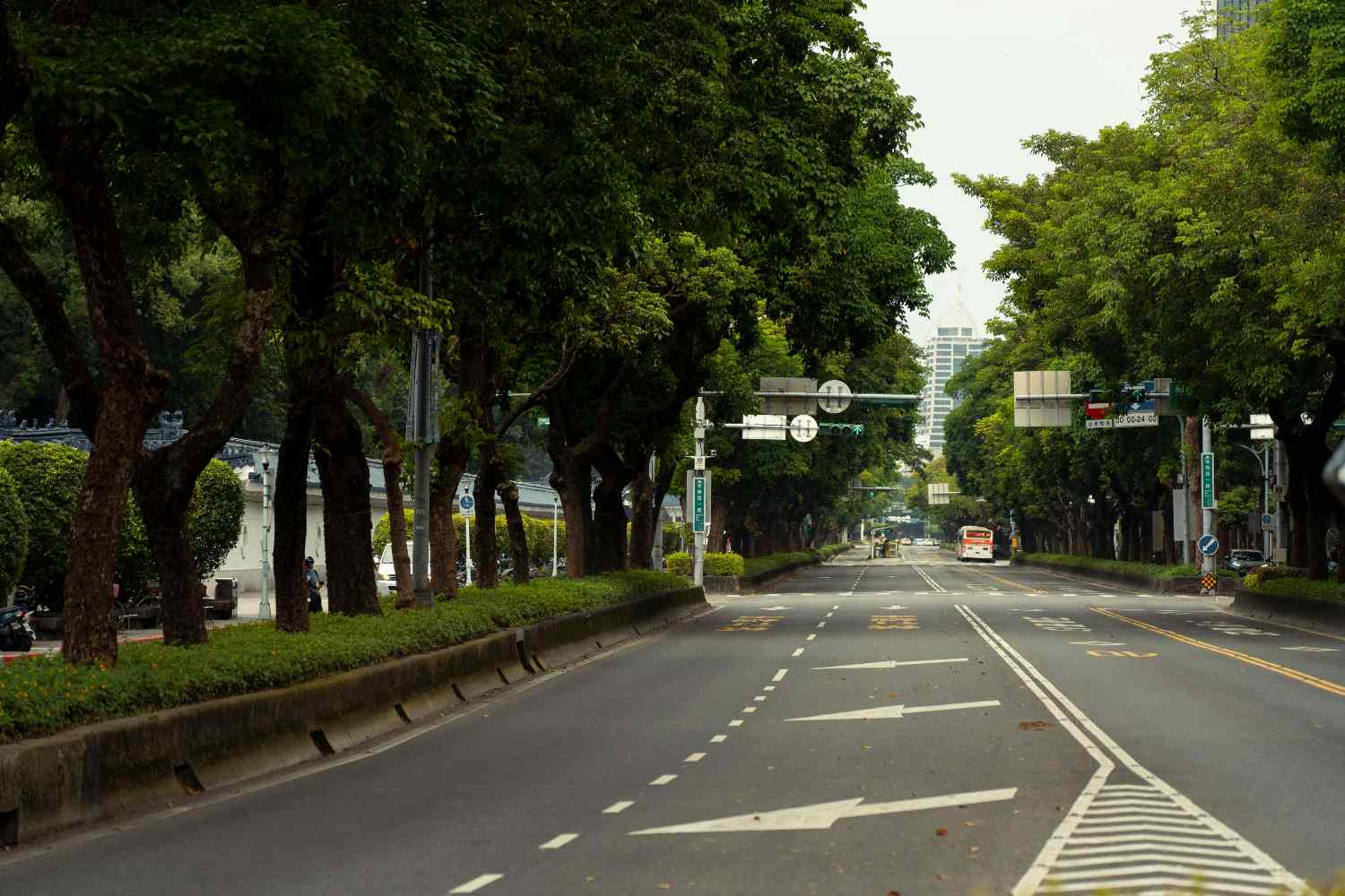 Piantare alberi salva vite