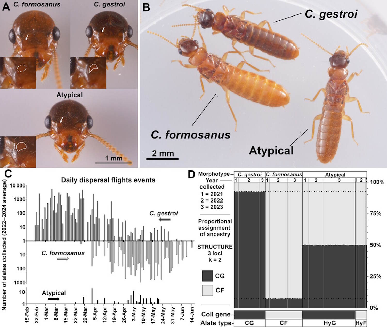 Florida Hybrid Supertermi