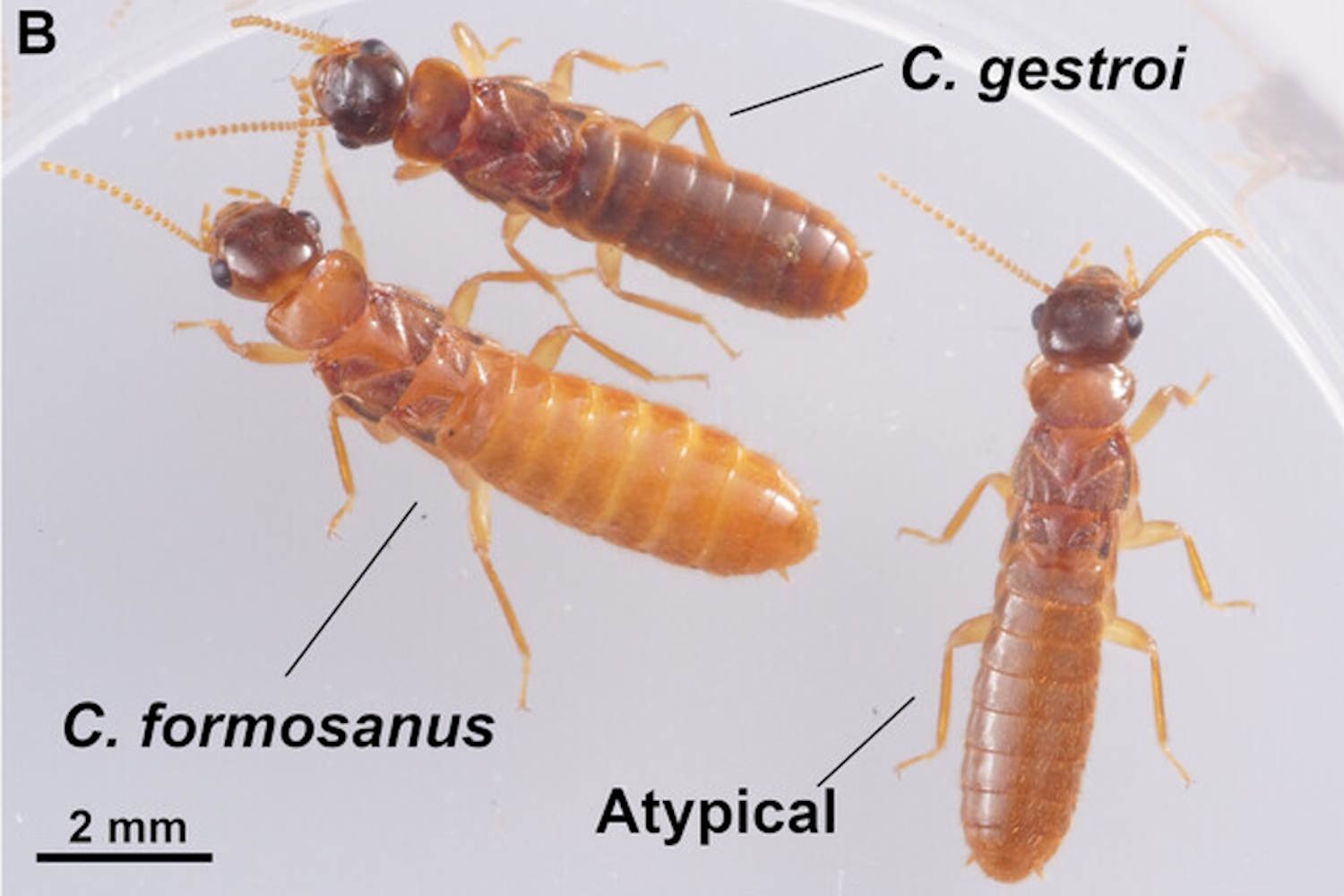 supertermite ibrida florida