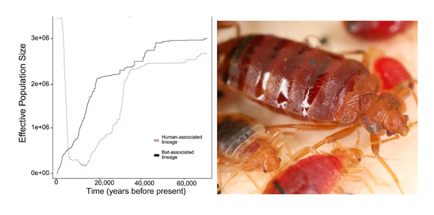 Punaises de lit Premières parasites néandertaliens