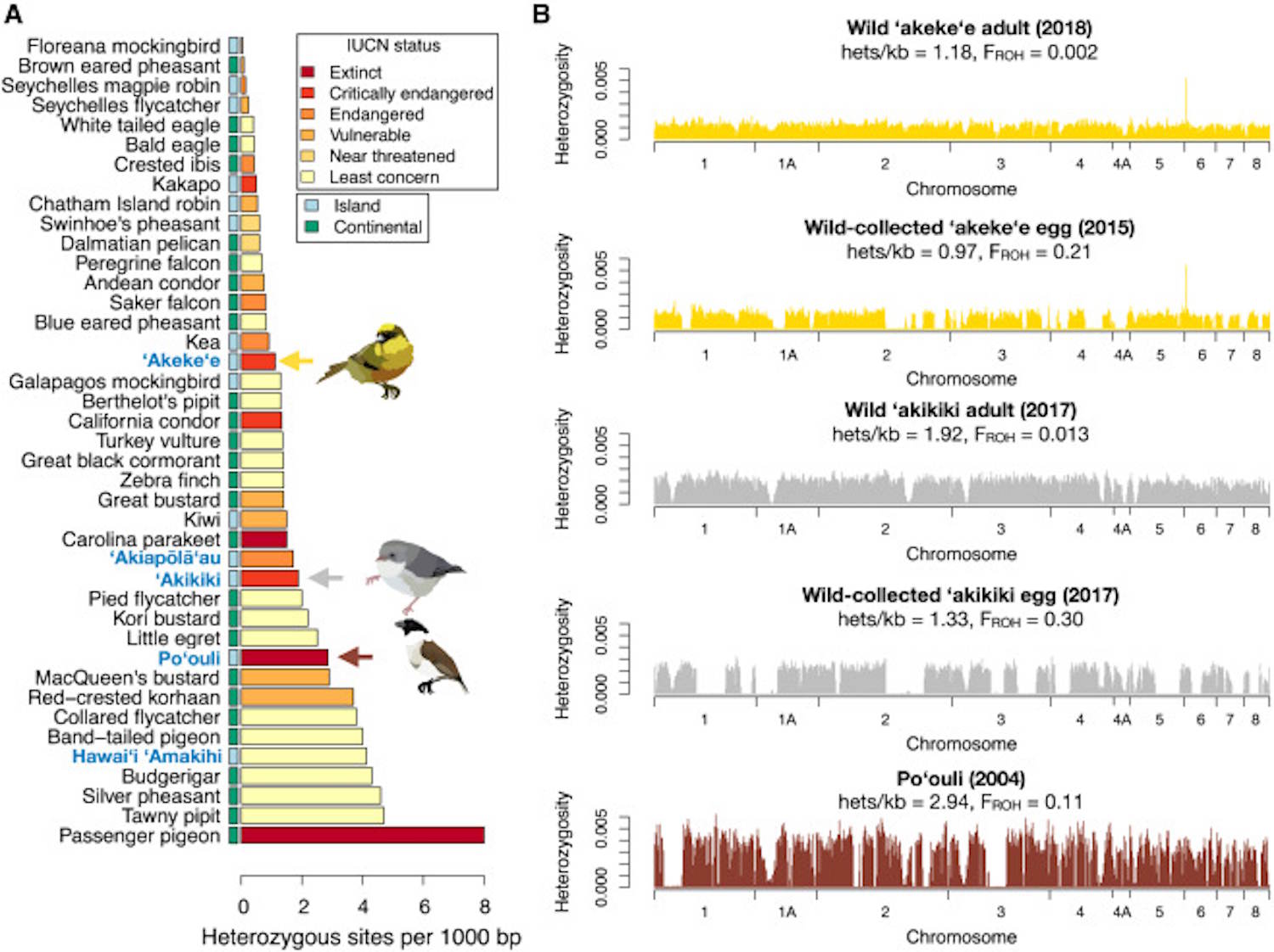 Rampichino of Honey Extinction Conservation Program