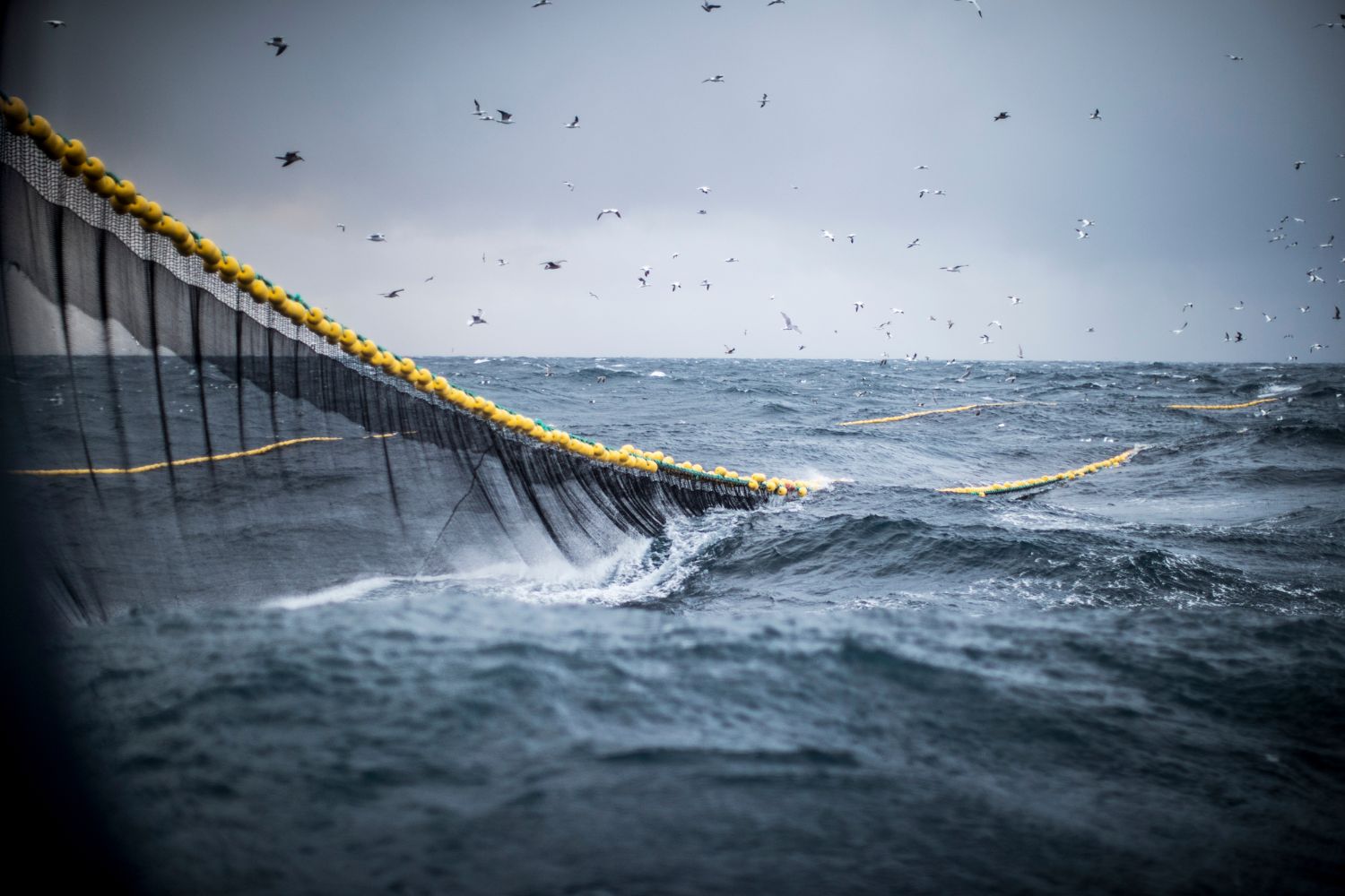 pesca a strascico filmato