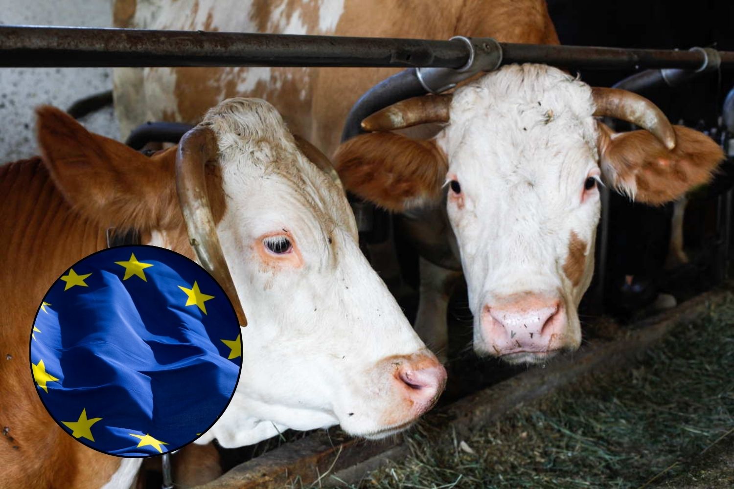 allevam carne europa