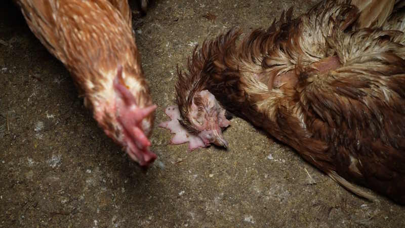 Poulets Majorque